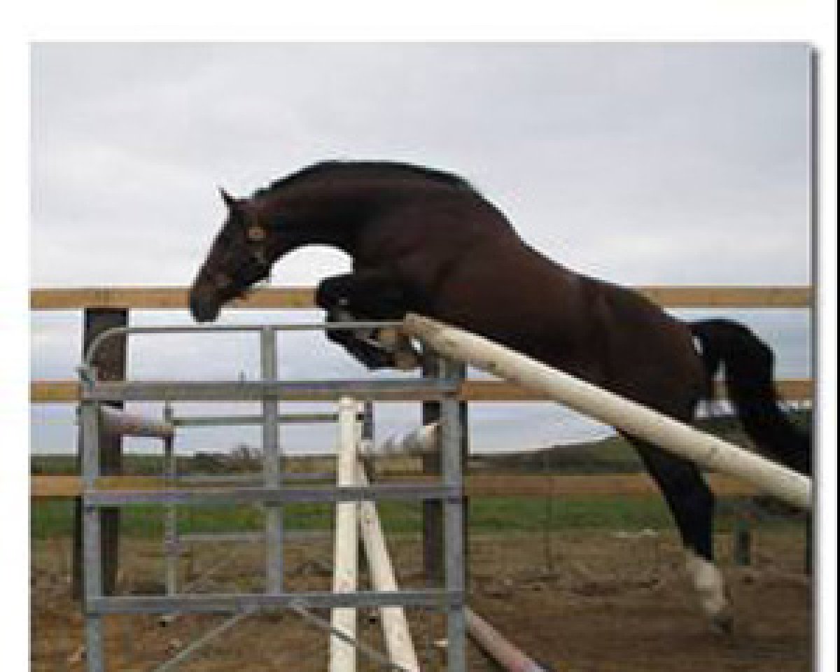 stallion Shannondale Sarco St Ghyvan (Belgian Warmblood, 2001, from Darco)
