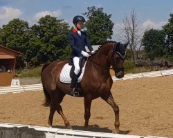 dressage horse Kane 4 (KWPN (Royal Dutch Sporthorse), 2015, from Everdale)