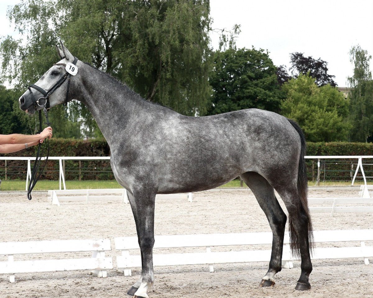 broodmare Zoom's Featherlight Snowflake (Westphalian, 2018, from Zoom)