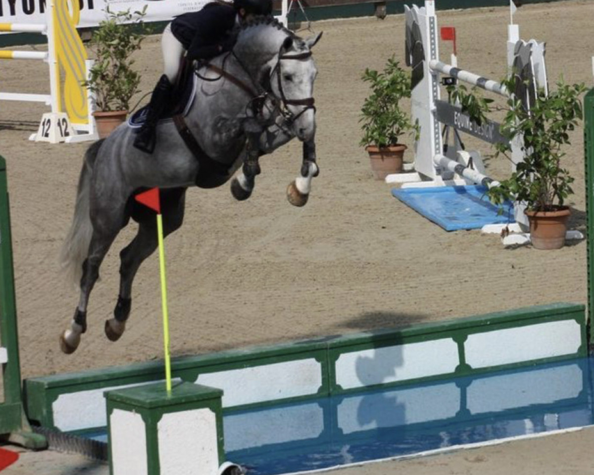 jumper Zizou 6 (Holsteiner, 2016, from Zirocco Blue)