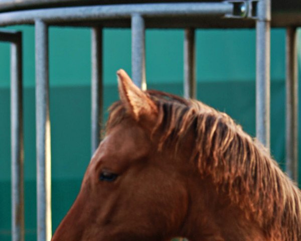 Pferd Hengst von FS Day by Day (Deutsches Reitpony, 2022, von FS Day By Day)
