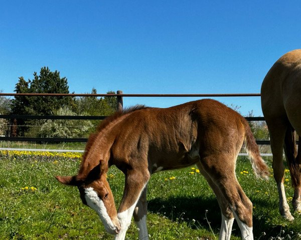 horse Nova Diamond (German Riding Pony, 2023, from FS Next Diamond)