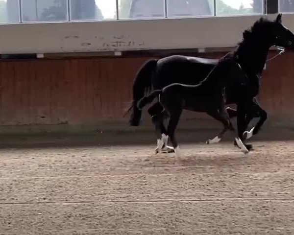 Video of Donna Scura