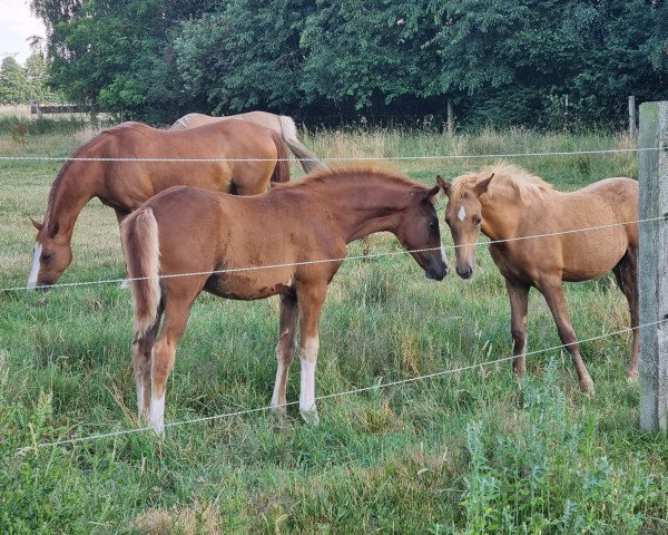 Pferd Stute 2022 (Deutsches Reitpony, 2022, von Fs Numero Uno)