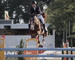 jumper Lasse K (Oldenburg, 2007, from Le Carolus)