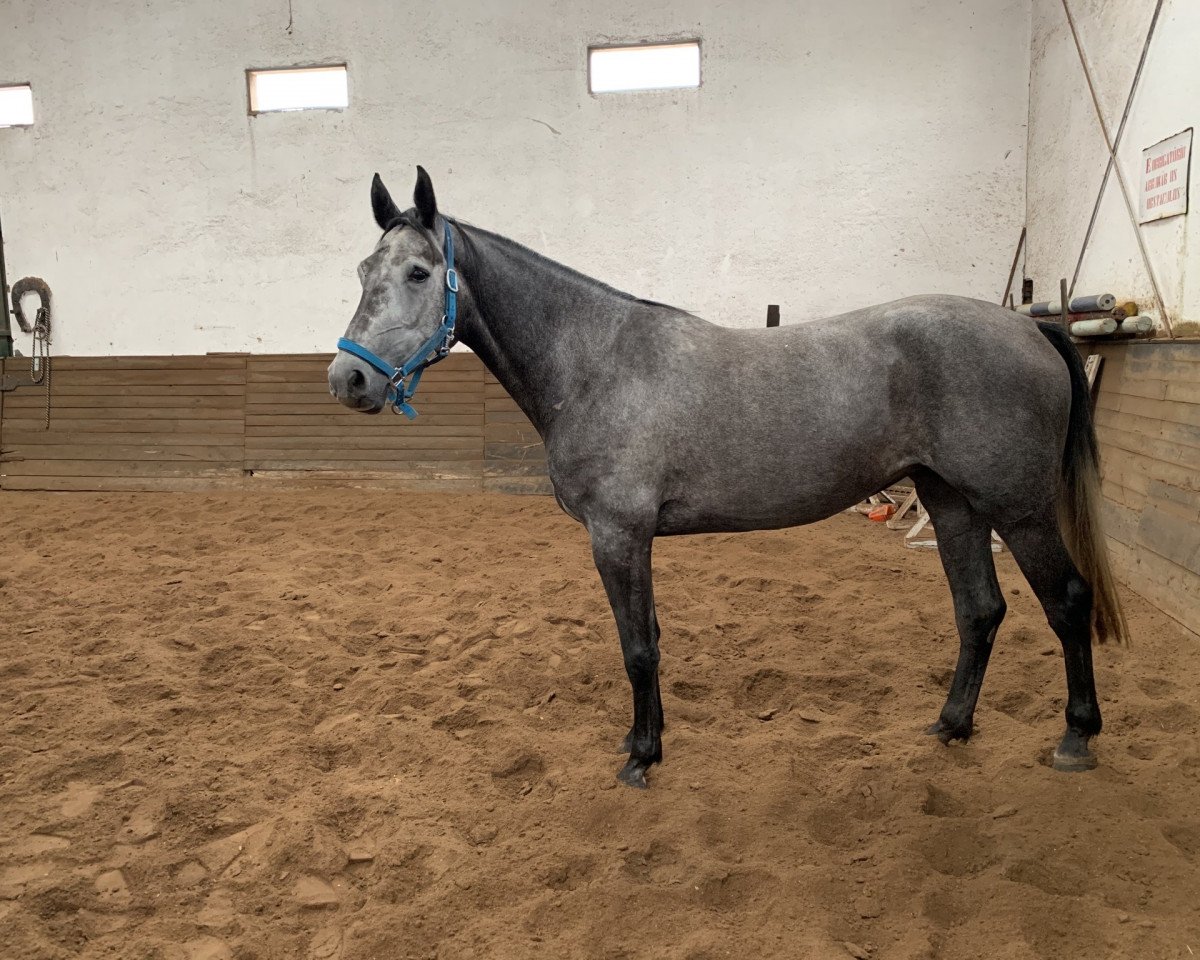 Zuchtstute Lady Cumano (Holsteiner, 2016, von Cumano)