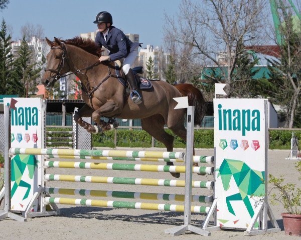 broodmare Kind Lady (Belgian Warmblood, 2015, from Falaise de Muze)