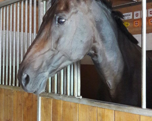 broodmare La Luna P (Swiss Warmblood, 1999, from Lucky Dream)