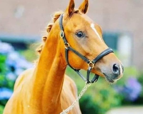 horse Casimir de Luxe (Rhinelander, 2020, from Cooper County WE)