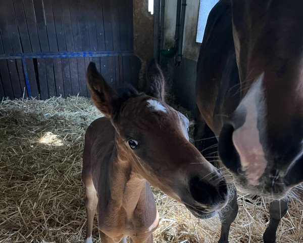 horse Stute von Hardrock Z / Classe (Holsteiner, 2023, from Hardrock Z)