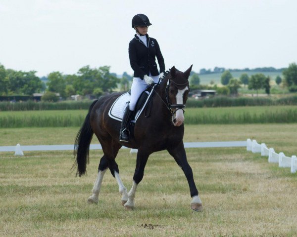 Pferd Livius (Sächs.-Thür. Schweres Warmbl., 2016, von Linus 399) Pferd Livius (Sächs.-Thür. Schweres Warmbl., 2016, von Linus 399)