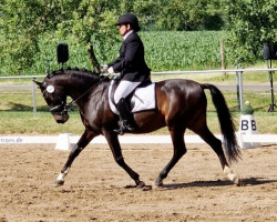dressage horse Kino 7 (Pura Raza Espanola (PRE), 2008, from Delo)