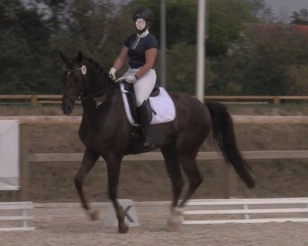 Dressurpferd Fürst Flummy (Westfale, 2013, von Fürst Piccolo)