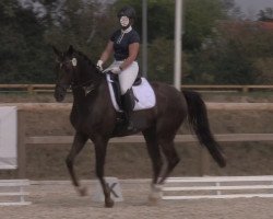 dressage horse Fürst Flummy (Westphalian, 2013, from Fürst Piccolo)