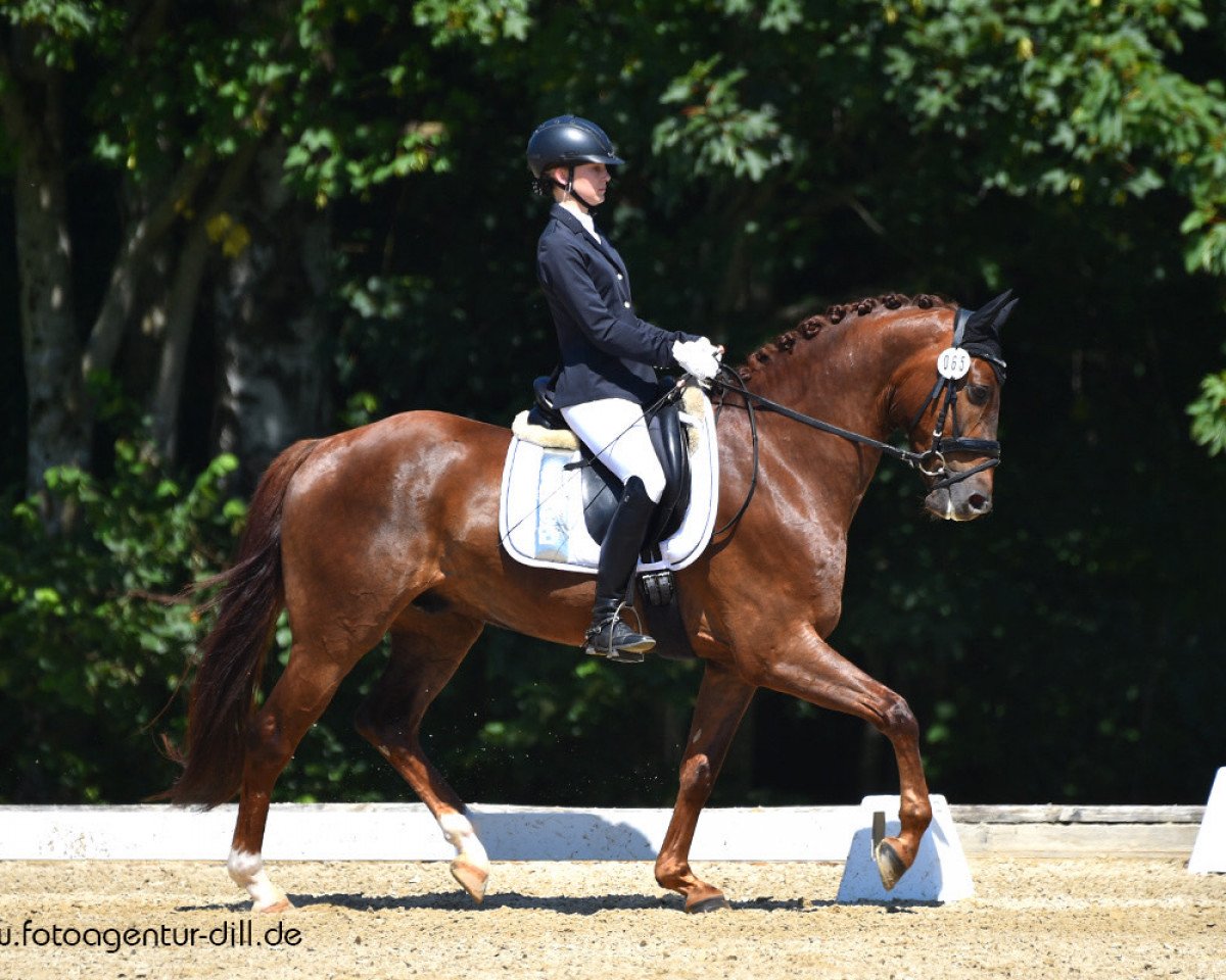dressage horse Boston's Best (Westphalian, 2015, from Boston)