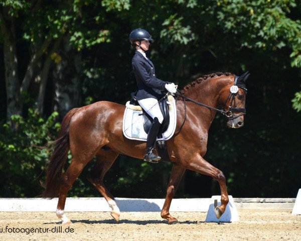 dressage horse Boston's Best (Westphalian, 2015, from Boston)