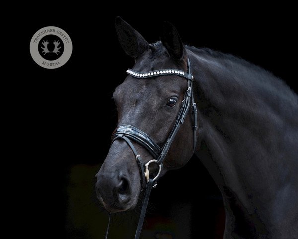 broodmare Topmodel (Trakehner, 2012, from All Inclusive)