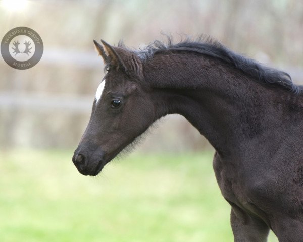Pferd Königselfe (Trakehner, 2023, von Rauhreif)