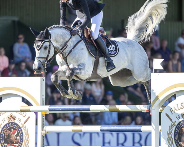 jumper COOPER I Z (Zangersheide riding horse, 2010, from Chellano Z)