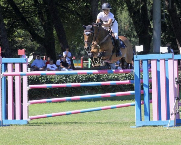 Springpferd Ascot (KWPN (Niederländisches Warmblut), 2005, von Timeless)