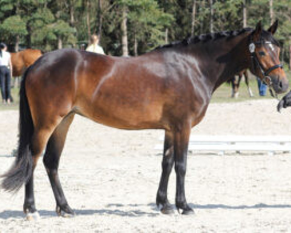 broodmare Ahorn's Baja (New Forest Pony, 2017, from Ahorn's Montego) broodmare Ahorn's Baja (New Forest Pony, 2017, from Ahorn's Montego)