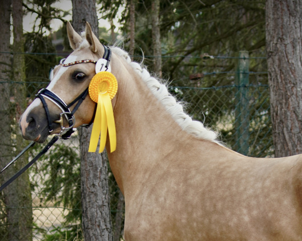 Zuchtstute Double D-Rosé S (Deutsches Reitpony, 2020, von D-Gold AT NRW)