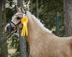Zuchtstute Double D-Rosé S (Deutsches Reitpony, 2020, von D-Gold AT NRW)