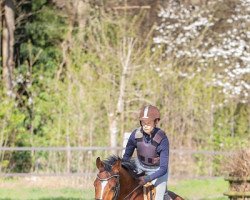 jumper Carlyle 3 (Westphalian, 2018, from Capistrano 2)
