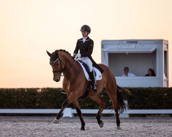 Dressurpferd Ricciano (Rheinländer, 2004, von Riccione)