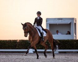 dressage horse Ricciano (Rhinelander, 2004, from Riccione)