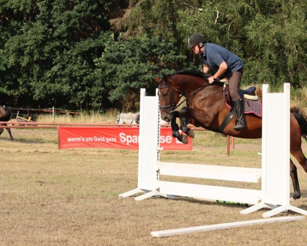 Springpferd Siwa 9 (Oldenburger Springpferd, 2017, von Stakkato Gold) Springpferd Siwa 9 (Oldenburger Springpferd, 2017, von Stakkato Gold)
