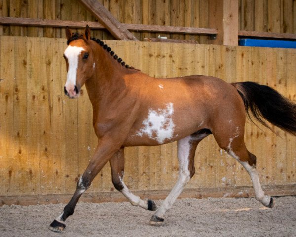 stallion Kilimandjaro Semilly (Selle Français, 2020, from Action-Breaker)