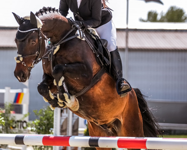jumper Laviano Le Bon (Rhinelander, 2008, from Louis le Bon)