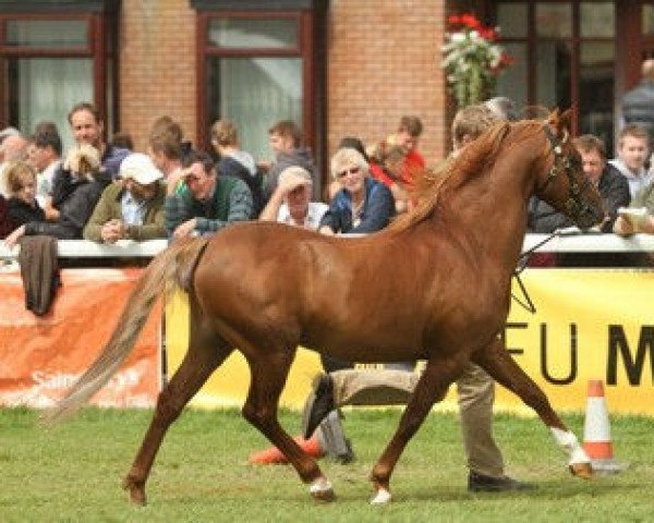stallion Hilin Etifedd (Welsh-Pony (Section B), 2003, from Carwed Charmer)