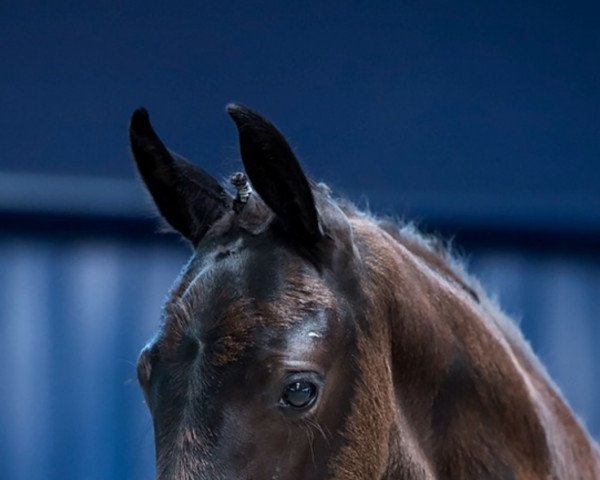 horse Hengst von St. Emilion / Sandro Hit (Hanoverian, 2023, from St. Emilion)