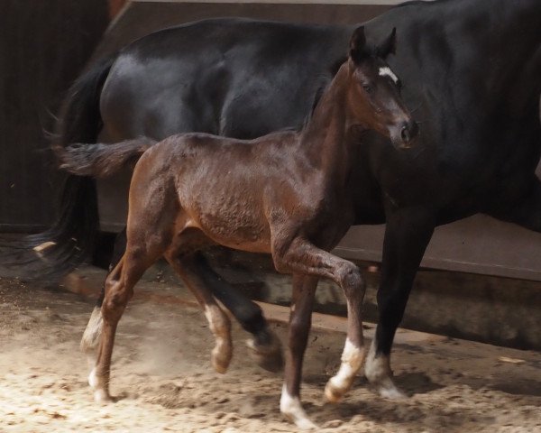 horse Thalys (Oldenburg, 2023, from Total Diamond PS)
