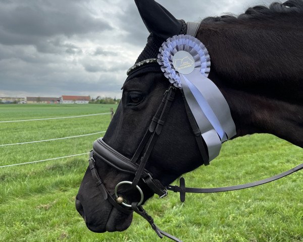 dressage horse For My Heart 2 (Oldenburg, 2016, from Follow Me OLD)
