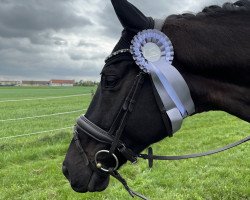 dressage horse For My Heart 2 (Oldenburg, 2016, from Follow Me OLD)