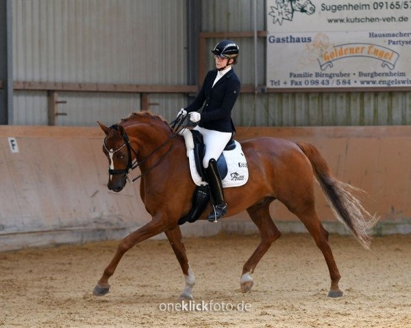 Dressurpferd Quadero W (Deutsches Sportpferd, 2013, von Quadroneur)