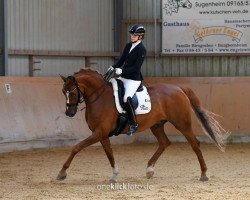 dressage horse Quadero W (German Sport Horse, 2013, from Quadroneur)