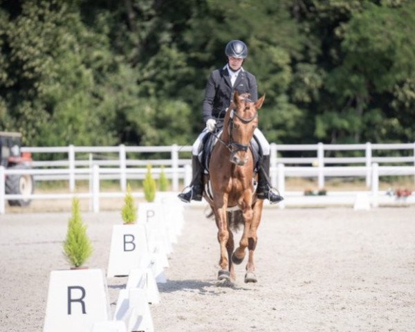 horse Echt Gut S (Westphalian, 2017, from Escolar)