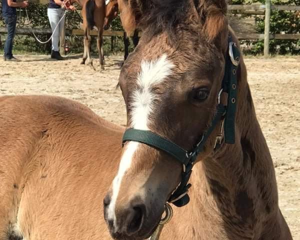 broodmare Ciri‘s O‘phelia (Holsteiner, 2021, from Origi D'o)