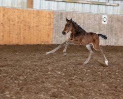 horse Cirí´s Orlan D‘o (Holsteiner, 2020, from Origi D'o)