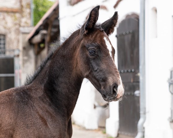 horse Cirí´s Quaprice (Holsteiner, 2022, from Cornet's Quaprice)