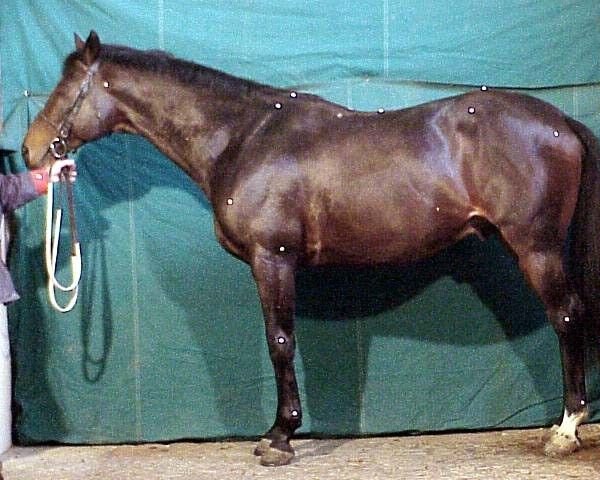 Deckhengst Eglefin AA (Anglo-Araber, 1990, von Gaverdi x) Deckhengst Eglefin AA (Anglo-Araber, 1990, von Gaverdi x)
