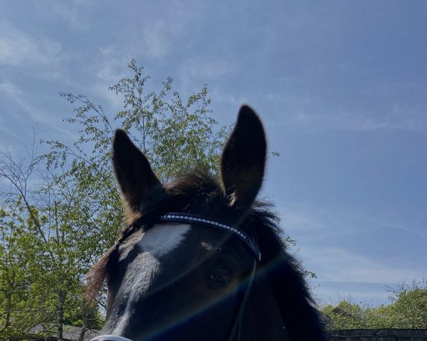horse Felix 2352 (Little German Riding Horse, 2020, from Al Capone 190)