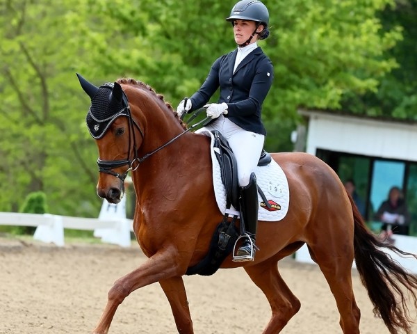 dressage horse Paula 620 (Oldenburg, 2015, from Bordeaux 28)