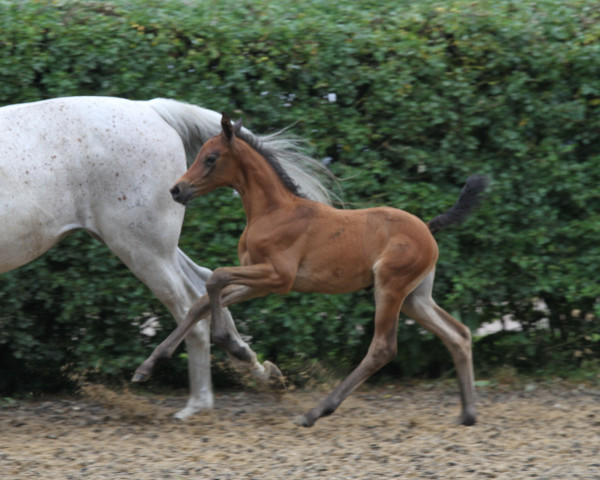 horse Manhattan Love Story (Trakehner, 2020, from Zauberreigen)