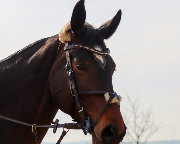 Pferd Luna (Deutsches Sportpferd, 2016, von Londonderry)