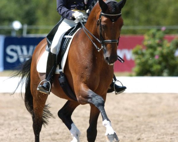 stallion Eichendorff (Westphalian, 1998, from Ehrentusch)